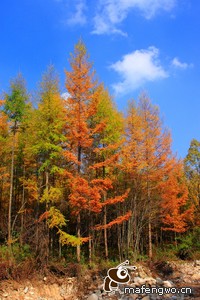 巴勒莫客场告捷，继续保级希望