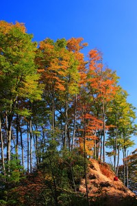 火箭控卫传球精准，带领球队战胜对手
