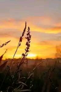 双外援联手发威，球队豪取四连胜