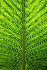 惊险一战！西布朗险胜南安普顿，守住领先优势！